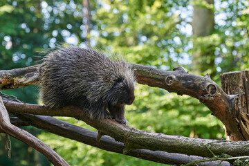 Erethizontidae, north american porcupine, climbing over trees and branches. Lives in North America,...