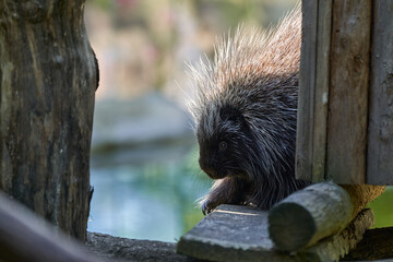 Erethizontidae, north american porcupine, climbing over trees and branches. Lives in North America, United States USA and Canada