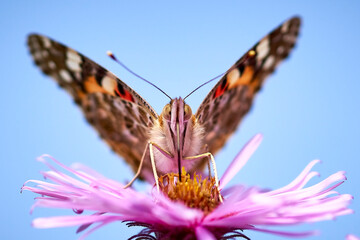 butterfly, insect, flower, nature, green, wings, macro, summer, wing, animal, plant, beautiful, garden, color, orange, fly, beauty, spring, white, yellow, black, pink, purple, blue, sky, Violet