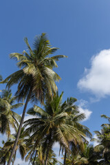 Fototapeta na wymiar Coconut trees with blue sky and cloud in the sky