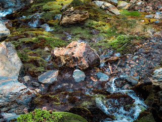 seaweed on the rocks