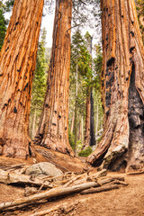 Fototapeta na wymiar Giant Sequoias in the Sequoia National Park, California