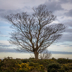 Bare Tree in County Wicklow in the Winter