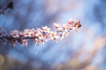 Cherry Blossom Close up