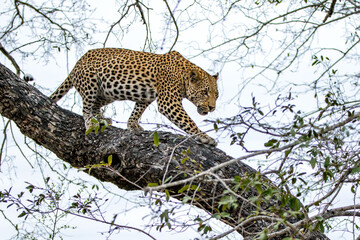 Obraz premium Leopard male in a tree in Sabi Sands game reserve in the Greater Kruger Region in South Africa