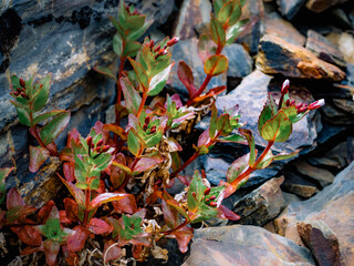 autumn leaves on the ground