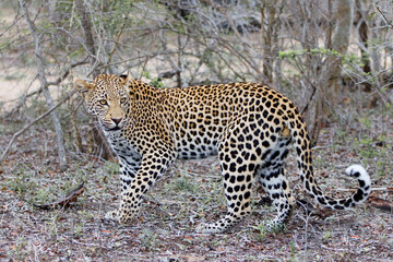 Leopard walking around in Sabi Sands game reserve in the Greater Kruger Region in South Africa