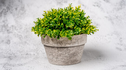 Fototapeta na wymiar A green plant in a concrete pot on a gray table. Natural background, space for text