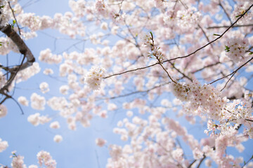 Cherry Tree Pink Blossom