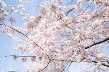 Cherry Tree Pink Blossom