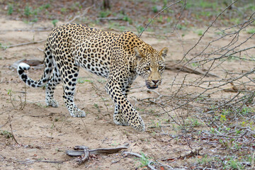 Leopard walking around in Sabi Sands game reserve in the Greater Kruger Region in South Africa
