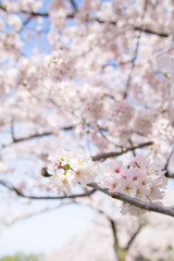 Cherry Tree Pink Blossom