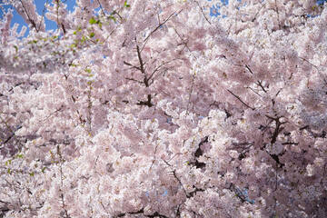 Cherry Tree Pink Blossom