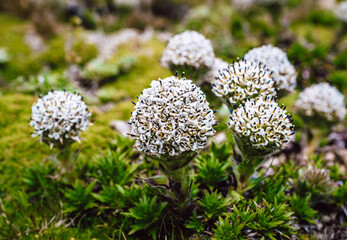 mushrooms on the moss