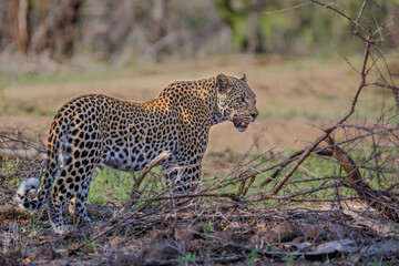 Leopard walking around in Sabi Sands game reserve in the Greater Kruger Region in South Africa