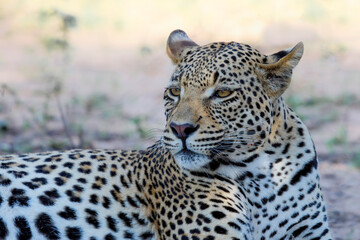 Portrait of a Leopard male in Sabi Sands game reserve in the Greater Kruger Region in South Africa