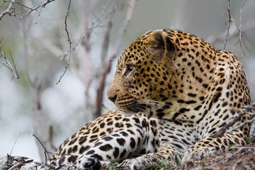Portrait of a Leopard male in Sabi Sands game reserve in the Greater Kruger Region in South Africa