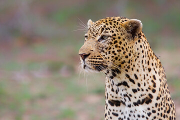 Portrait of a Leopard male in Sabi Sands game reserve in the Greater Kruger Region in South Africa