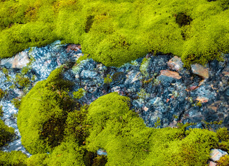moss on the rocks