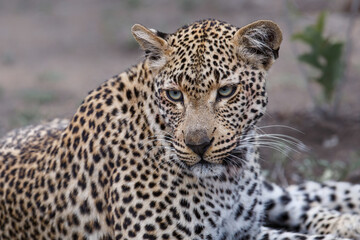 Portrait of a Leopard female in Sabi Sands game reserve in the Greater Kruger Region in South Africa