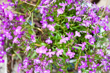Fototapeta premium purple and white flowers
