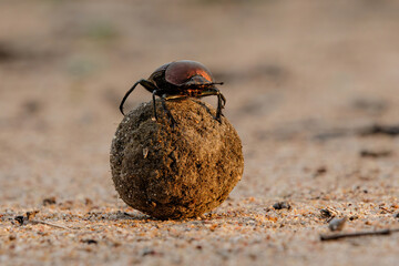 Dung beetle on his dung ball to impress the ladies in Sabi Sands GR,  part of the greater Kruger region in South Africa