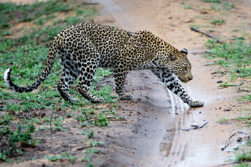 Fototapeta na wymiar Leopard walking around in Sabi Sands game reserve in the Greater Kruger Region in South Africa