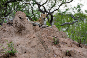 Leopard resting in Sabi Sands game reserve in the Greater Kruger Region in South Africa