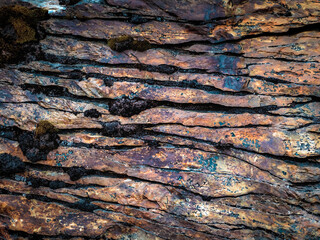 texture of the bark
