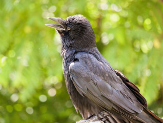 Singender schwarzer Vogel