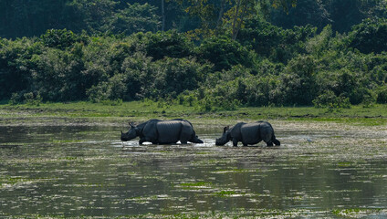 Naklejka na ściany i meble Rhinos in Kaziranga National Park in the state of Assam, India.