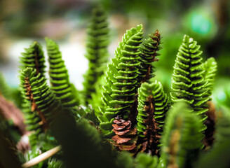 close up of fern