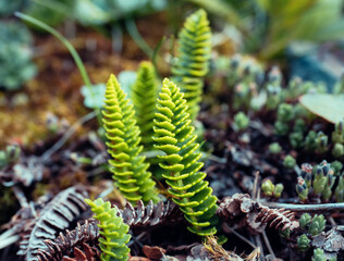 fern in the forest