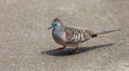 Peaceful dove ( Geopelia placida)