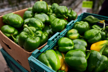Harvesting inside a modern greenhouse. In the foreground are boxes in green bell peppers.