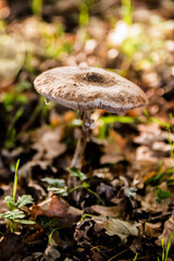 large wet mushrooms in the forest