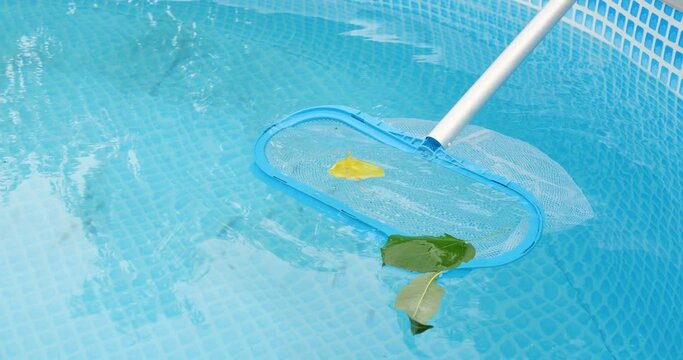 Cleaning a swimming pool with a mesh skimmer . The long net cleans colored leaves off surface of the water.