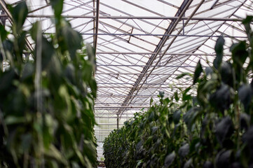 Modern greenhouse. Plant beds are visible. Above is a curved glass roof with an intelligent irrigation system.