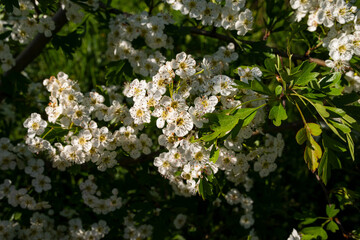 Eingriffeliger Weißdorn, Crataegus monogyna, Blüte