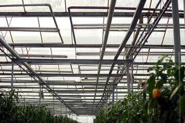 Modern greenhouse. The beds of plants with multi-colored fruits are visible. Above is a curly glass roof with a pipe system.
