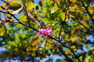 Gewöhnlicher Judasbaum, Cercis siliquastrum, Blüte