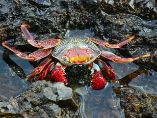 crab on the beach