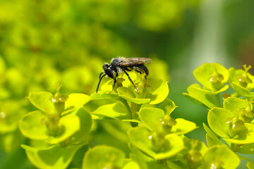 A selective focus shot of a hairy insect on yellow green spurge euphorbia in the sunlight - stockphoto