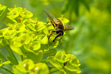 A selective focus shot of a big insect licking nectar on yellow green spurge euphorbia in the sunlight - stockphoto