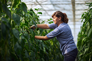 Fototapeta premium Work in modern greenhouses. A woman in blue clothes and protective gloves works in the greenhouse while standing between the beds.