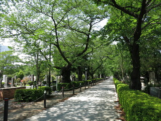 新緑が美しい青山霊園（桜並木の中央通り）