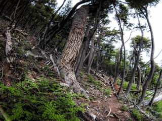 tree in the forest