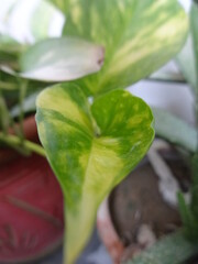 Obraz premium the green leaves photos and plant with soil