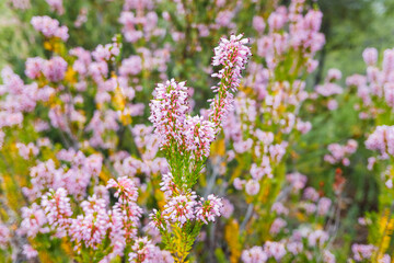 Obraz premium Detail of a flowering heather shrub, Calluna vulgaris.