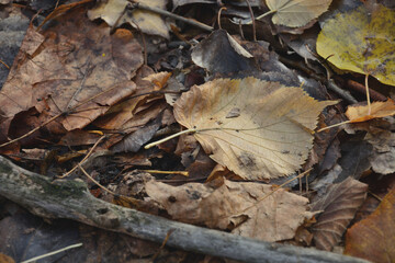 An autumn leaf lies next to a wooden stick .